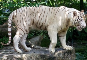 Белый бенгальский тигр. Занесен в Красную книгу