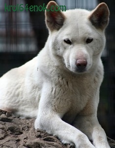 Угадай собаку - Страница 21 Albino_dingo-234x300