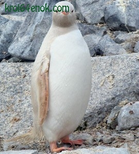 Пингвин альбинос