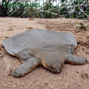 Огромная мягкопанцирная черепаха Кантори из Камбоджи