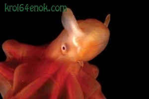 Дамбо Октопус. Маленький и своеобразный глубоководный осьминог, представитель головоногих моллюсков.