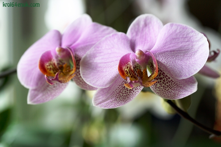 falenopsis
